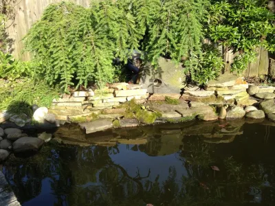 Pond Renovation Southampton, NJ by Landvista Aquascapes