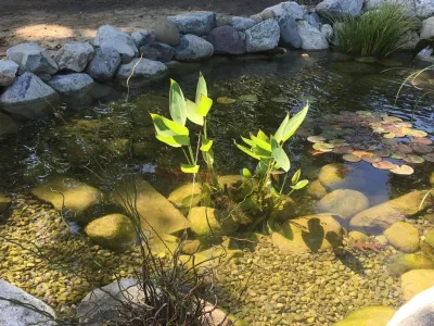 11x16 Ecosytem Wildlife Pond — Landscape Construction project by Landvista Aquascapes in Atco