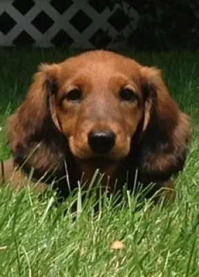 Lawn Dawg - Lawn Aeration in Nashua, NH