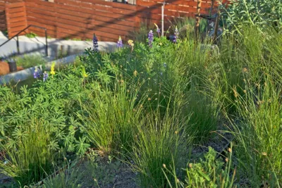 Landwell Design + Build Co. - Drip Irrigation System Installation in San Luis Obispo, CA