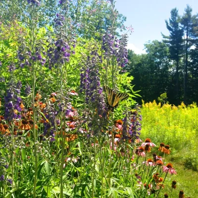 Larkspur Design - Garden Remodeling in Portland, ME