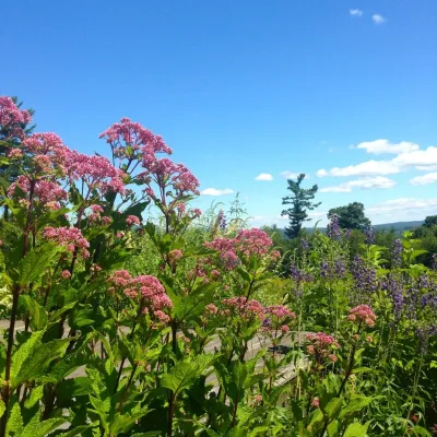Larkspur Design - Garden Remodeling in Portland, ME