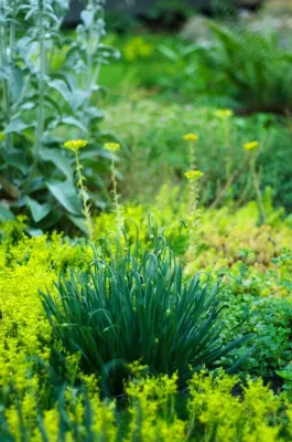 Larkspur Design - Garden Remodeling in Portland, ME