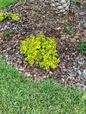 LawnMore - Landscape Maintenance in Gainesville, FL