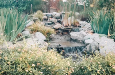 Califia Ecodesign - Garden Remodeling in Pasadena, CA