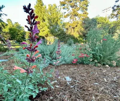 Califia Ecodesign - Garden Remodeling in Pasadena, CA