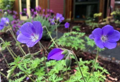 Lumo Landscape Design - Drought-Resistant Lawn Installation in Portland, OR
