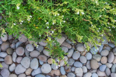 Lush Gardens Inc - Garden Remodeling in Sherman Oaks, CA