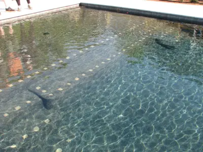 Charlottesville, Virginia Swimming Pool — Home Renovation & Remodeling Services project by Augusta Aquatics