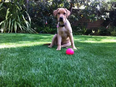 Pet Turf — Landscape Construction project by Magnolia Turf Co.