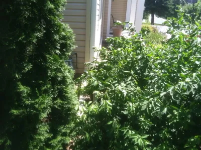 Mark's Lawn Service, Inc. - Drip Irrigation System Installation in Maple Grove, MN