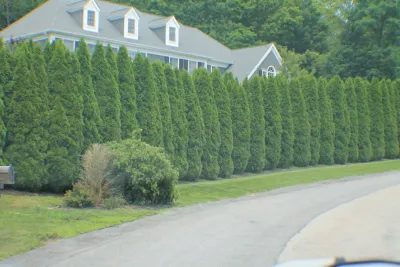 Tree Lined Front Yard — Landscape Construction project by Martino Landscape Contractors Inc