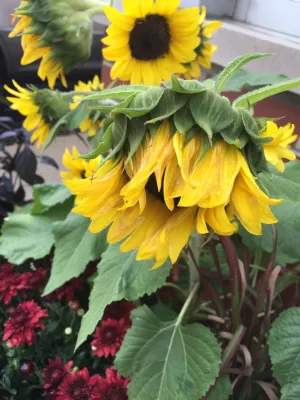 Mary Berry's Gardening - Tree & Shrub Care in Ypsilanti, MI