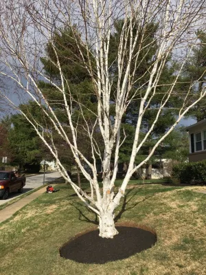 Mauceri Landscaping - Lawn Aeration in Plymouth Meeting, PA