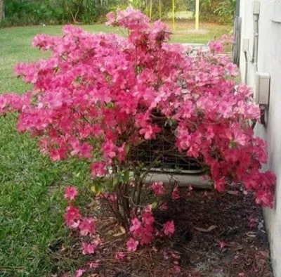 Mayday's Lawn Termite Pest - Lawn Aeration in Winter Park, FL