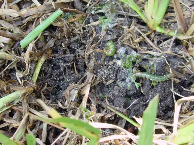 Mayday's Lawn Termite Pest - Lawn Aeration in Winter Park, FL