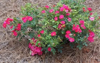 McBrayer Landscapes - Lawn Aeration in Cumming, GA