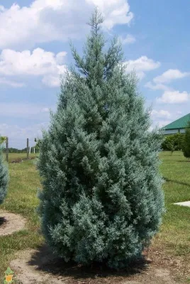McBrayer Landscapes - Lawn Aeration in Cumming, GA