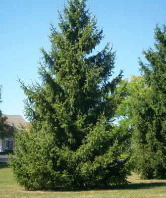 McBrayer Landscapes - Lawn Aeration in Cumming, GA