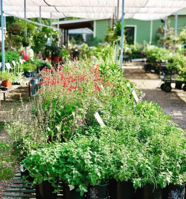 Meador Nursery - Tree & Shrub Care in Denton, TX