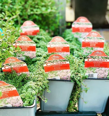 Meador Nursery - Tree & Shrub Care in Denton, TX