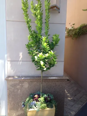 Linda Island Container Garden freshen up — Landscape Design project by Camille Beehler Landscape Design