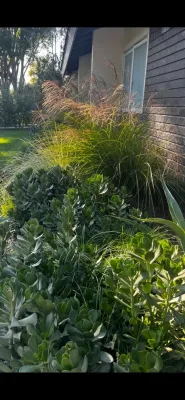 Long Beach Mid Century — Landscape Design project by Camille Beehler Landscape Design
