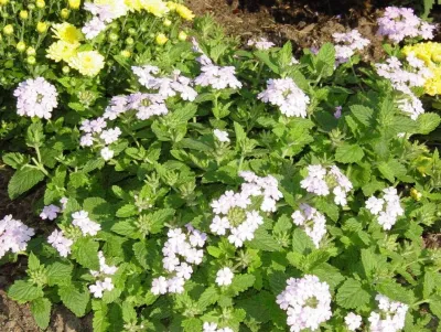 Michael P. Neath Landscape Construction, Inc. - Landscape Maintenance in Centerville, MA