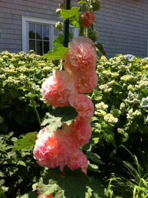 Michael P. Neath Landscape Construction, Inc. - Landscape Maintenance in Centerville, MA