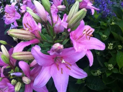 Michael P. Neath Landscape Construction, Inc. - Landscape Maintenance in Centerville, MA