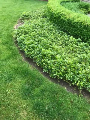 Landscape by Mike's Clean Cut Landscaping, Inc