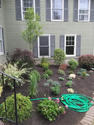 Planting — Landscape Construction project by Millennial Landscaping, Inc. in Wayland