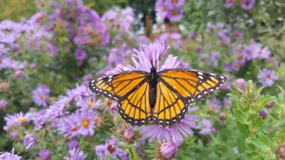Minnesota Native Landscapes - Landscape Maintenance in Otsego, MI