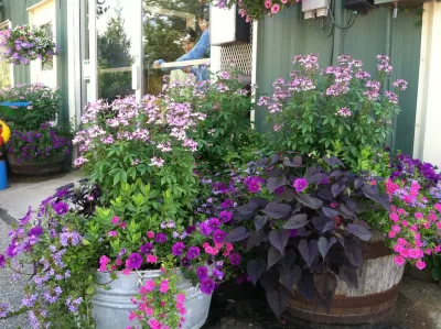 Annual Color- Containers — Landscape Construction project by Miracle Farms Landscape Contractors