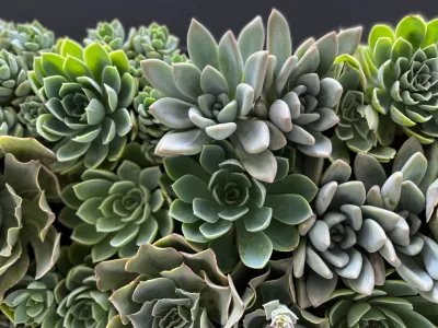 Living Succulent Wall — Landscape Design project by Camille Beehler Landscape Design in Newport Beach