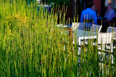 Planting Material — Landscape Design project by Camp & Camp Associates-Landscape Architects