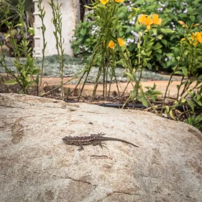 Natural Concepts Landscaping Contractors - Tree & Shrub Care in Montecito, CA