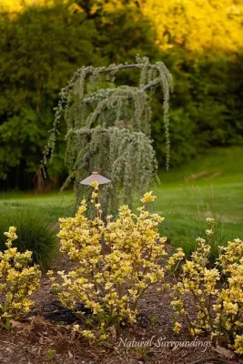 Natural Surroundings - Outdoor Lighting Installation in Damascus, MD