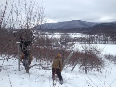 Seasonal pruning clients — Landscape Construction project by Nature Works Land Care Inc. in Lenox