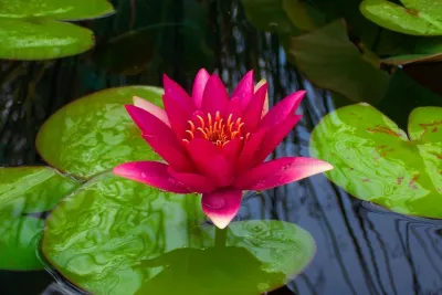 Ornamental Pond — Landscape Construction project by North Star Landscape Design & Installation