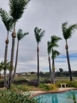 Luis Tree Service & Landscaping - Tree & Shrub Care in Corona, CA