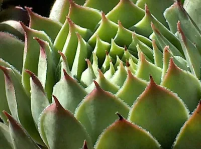 Color and Texture Plantings — Landscape Construction project by North Star Landscape Design & Installation