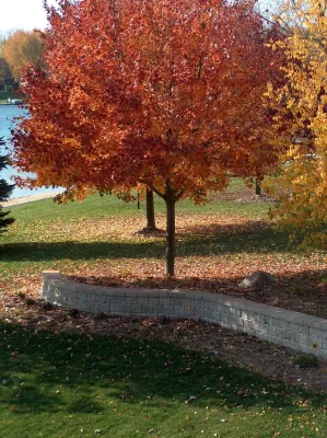 Landscapes — Landscape Construction project by North Star Landscape Design & Installation