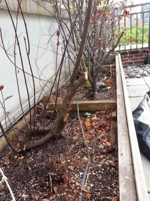 Manhattan Rooftop garden planting — Landscape Construction project by NY Plantings Irrigation And Landscape Lighting