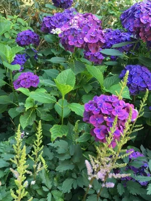 Colorful, Blooming Hydrangeas — Landscape Construction project by Ogden's Design And Plantings, Inc.