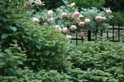 Seasonal — Landscape Construction project by Ogden's Design And Plantings, Inc.