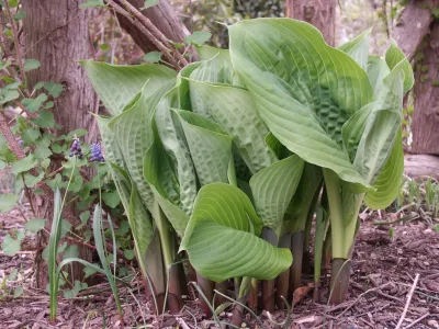 Ogden's Design and Plantings, Inc. - Landscape Maintenance in St. James, NY