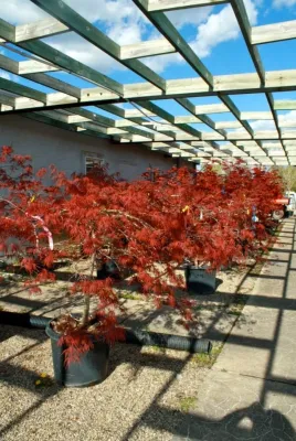 Margolis Companies - Tree & Shrub Care in Superior Charter Township, MI