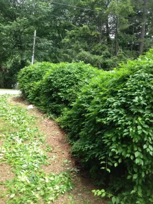 Organic Landscapes NY by DeLuca Lawn Maintenance - Lawn Aeration in Bedford, NY