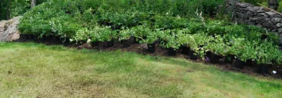Organic Landscapes NY by DeLuca Lawn Maintenance - Lawn Aeration in Bedford, NY